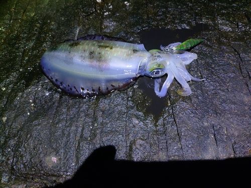 アオリイカの釣果