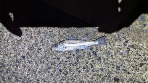 セイゴ（ヒラスズキ）の釣果