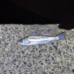 セイゴ（ヒラスズキ）