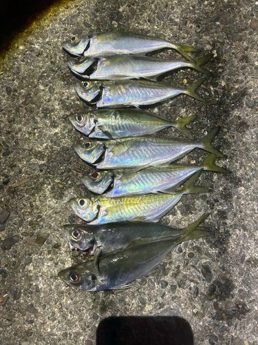 アジの釣果