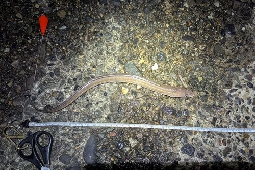 東京ゲートブリッジ付近