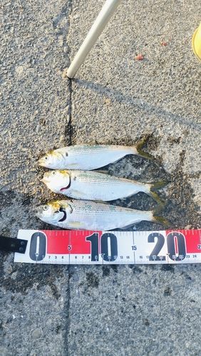 コノシロの釣果