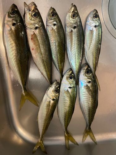 アジの釣果