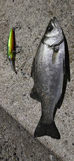 セイゴ（ヒラスズキ）の釣果