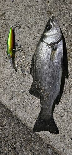 大村湾（北部）