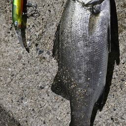 セイゴ（ヒラスズキ）