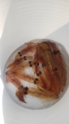 マルイカの釣果