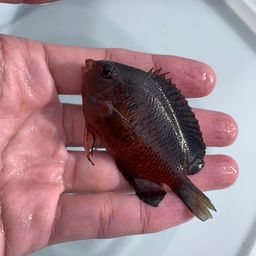 チョウチョウウオ