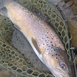 ブラウントラウト