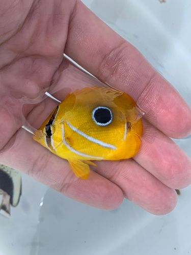 チョウチョウウオの釣果