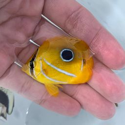 チョウチョウウオ