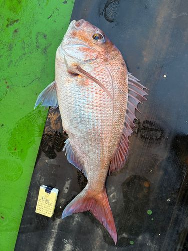 マダイの釣果