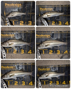 シーバスの釣果