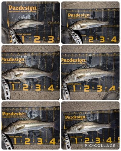 シーバスの釣果