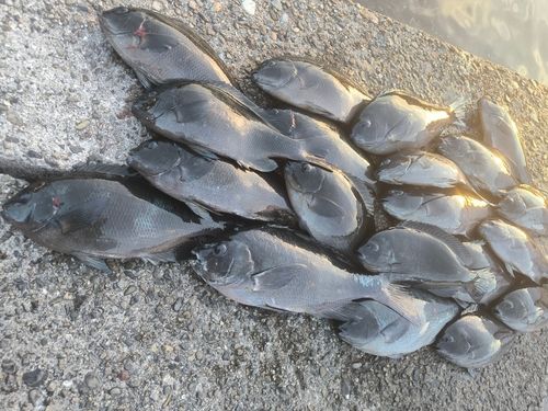 グレの釣果