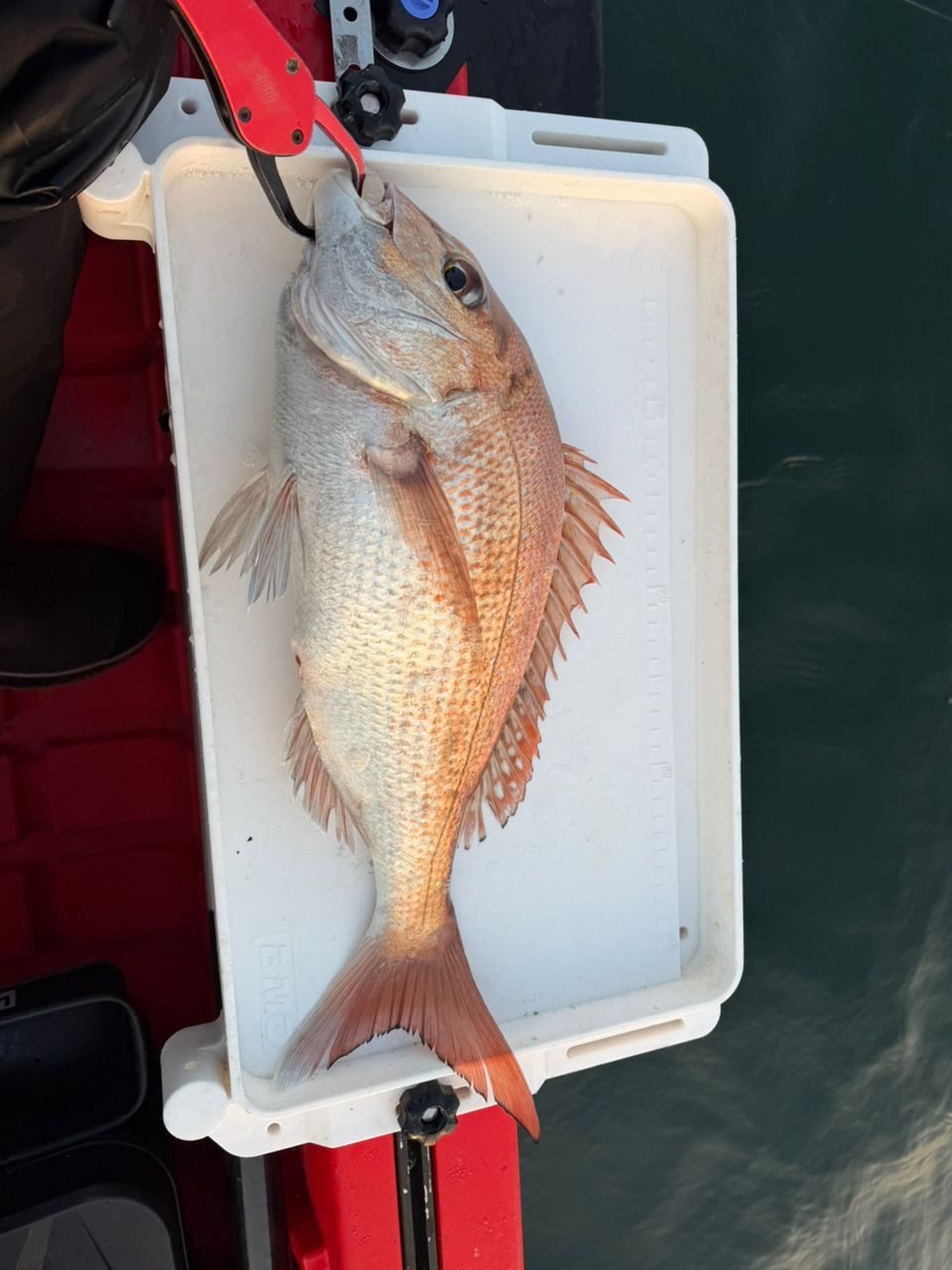 DAIWA 23紅牙 MX N610MHB-MT・Wの最安値・インプレ・釣果 | 本音の