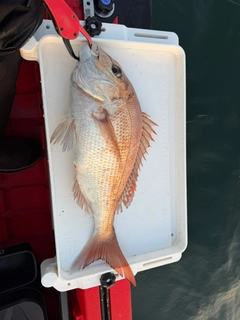 タイの釣果