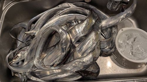 タチウオの釣果