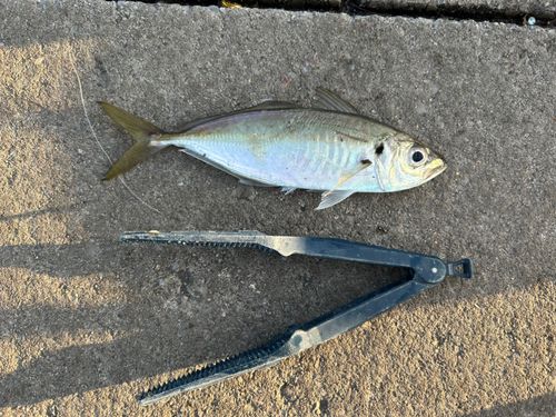 マアジの釣果