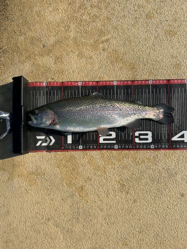 レインボートラウトの釣果