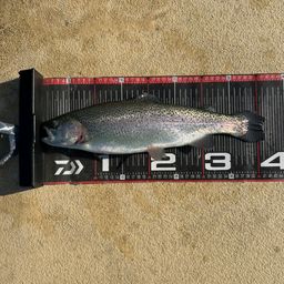 レインボートラウト