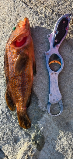 キジハタの釣果