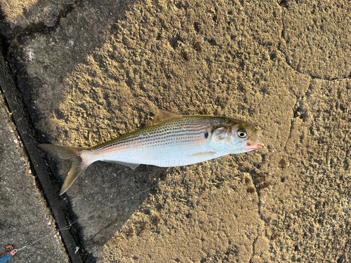 コノシロの釣果