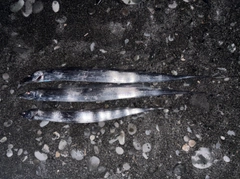 タチウオの釣果