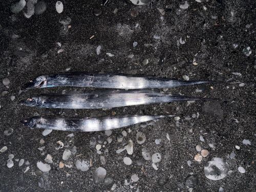 タチウオの釣果