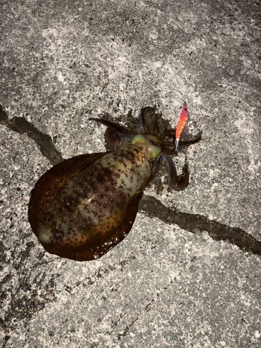 アオリイカの釣果