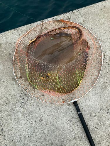 エイの釣果