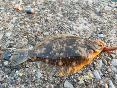 カレイの釣果