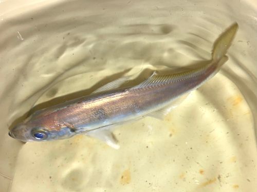 東京湾（アクアライン〜富津）