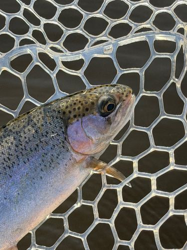 ウォルトンガーデン