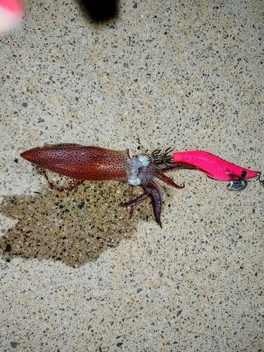 ケンサキイカの釣果