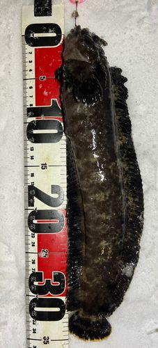 フサギンポの釣果