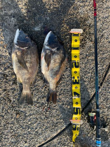 クロダイの釣果