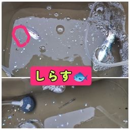 カタクチイワシ