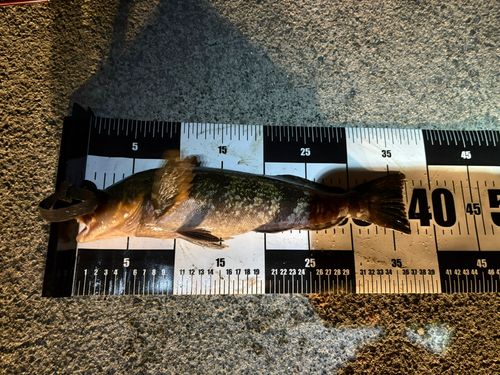 アイナメの釣果