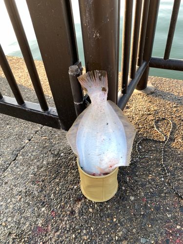 若洲海浜公園海釣り施設