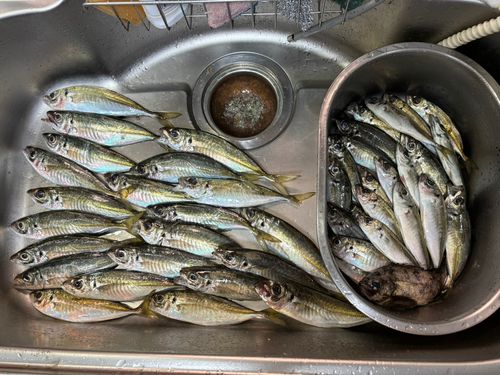 アジの釣果