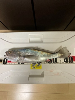 クログチの釣果