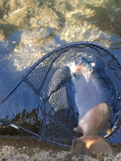 ニジマスの釣果
