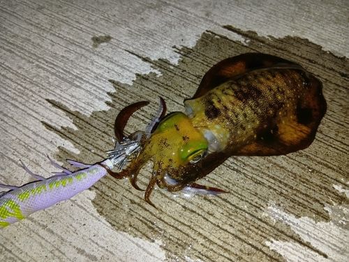 アオリイカの釣果