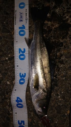 シーバスの釣果