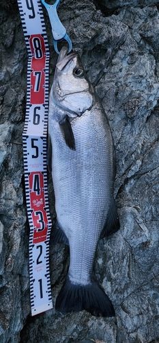 ヒラスズキの釣果