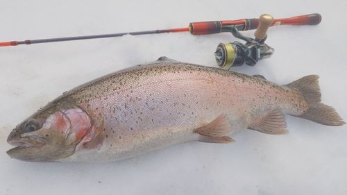 ニジマスの釣果