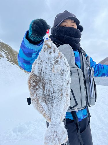 マガレイの釣果