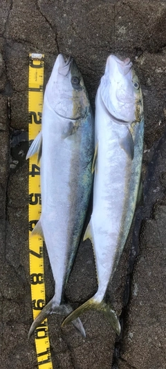 ヒラマサの釣果