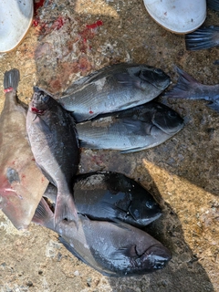 クロの釣果